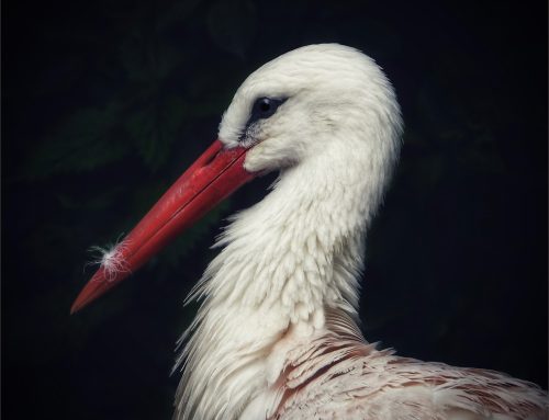 Image of the Year Competitions