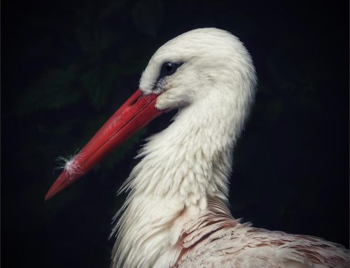 CACC Rosebowl Competition 2025-26