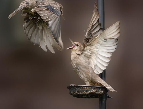 NW Federation Competition 2025-26