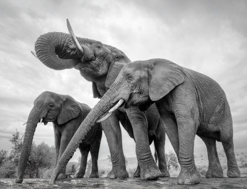 4th Competition 2025-26 – Low Angle