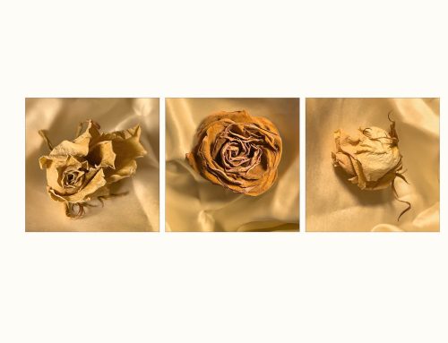 Portfolio Competition